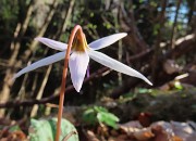 Festa di fiori sui sentieri per il Monte Ubione-19mar24